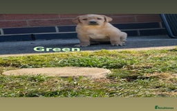 Labrador Retriever dogs for sale: Ready to leave! Beautiful KC Fox Red Labrador Girl - Image 18