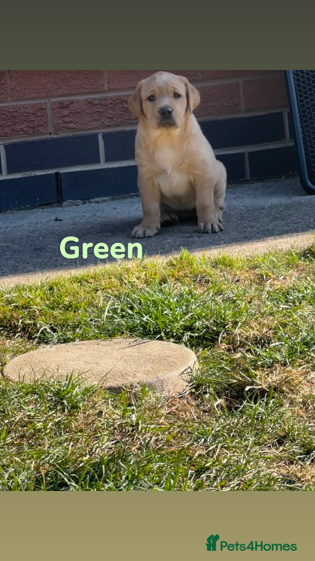 Labrador Retriever dogs for sale: Ready to leave! Beautiful KC Fox Red Labrador Girl - Image 18