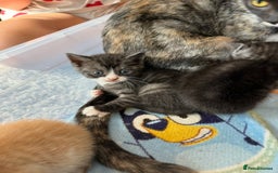 British Shorthair cats for sale: British Shorthair Cross Kittens  - Image 7