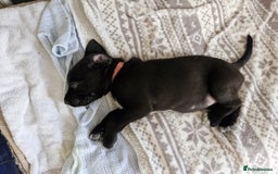 Mixed Breed dogs for sale: Dalmatian shepherd  - Image 22