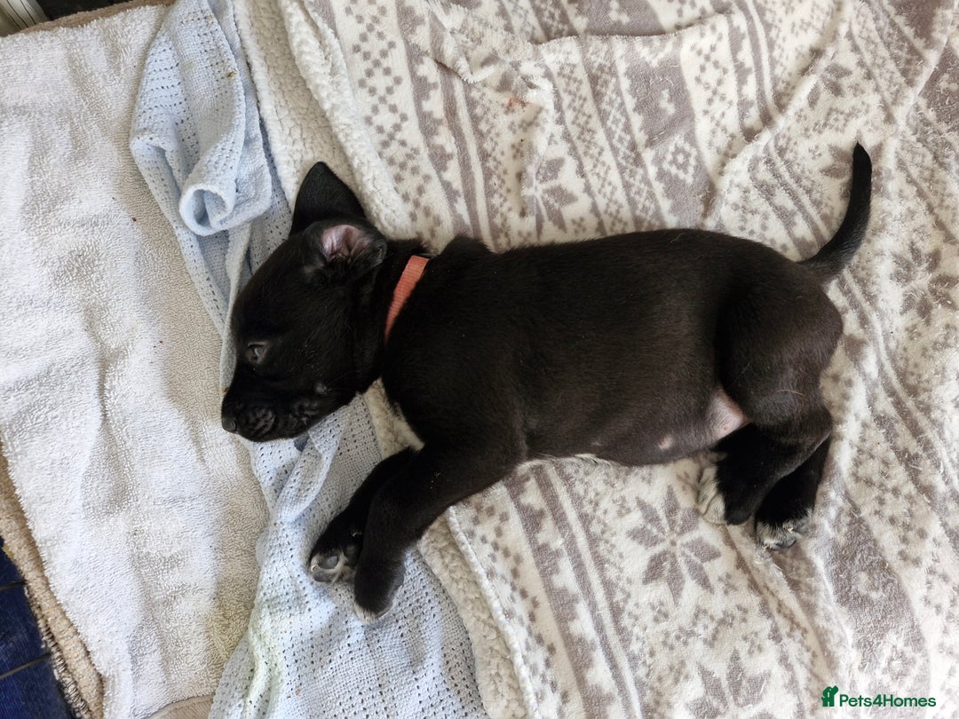 Mixed Breed dogs for sale: Dalmatian shepherd  - Image 22