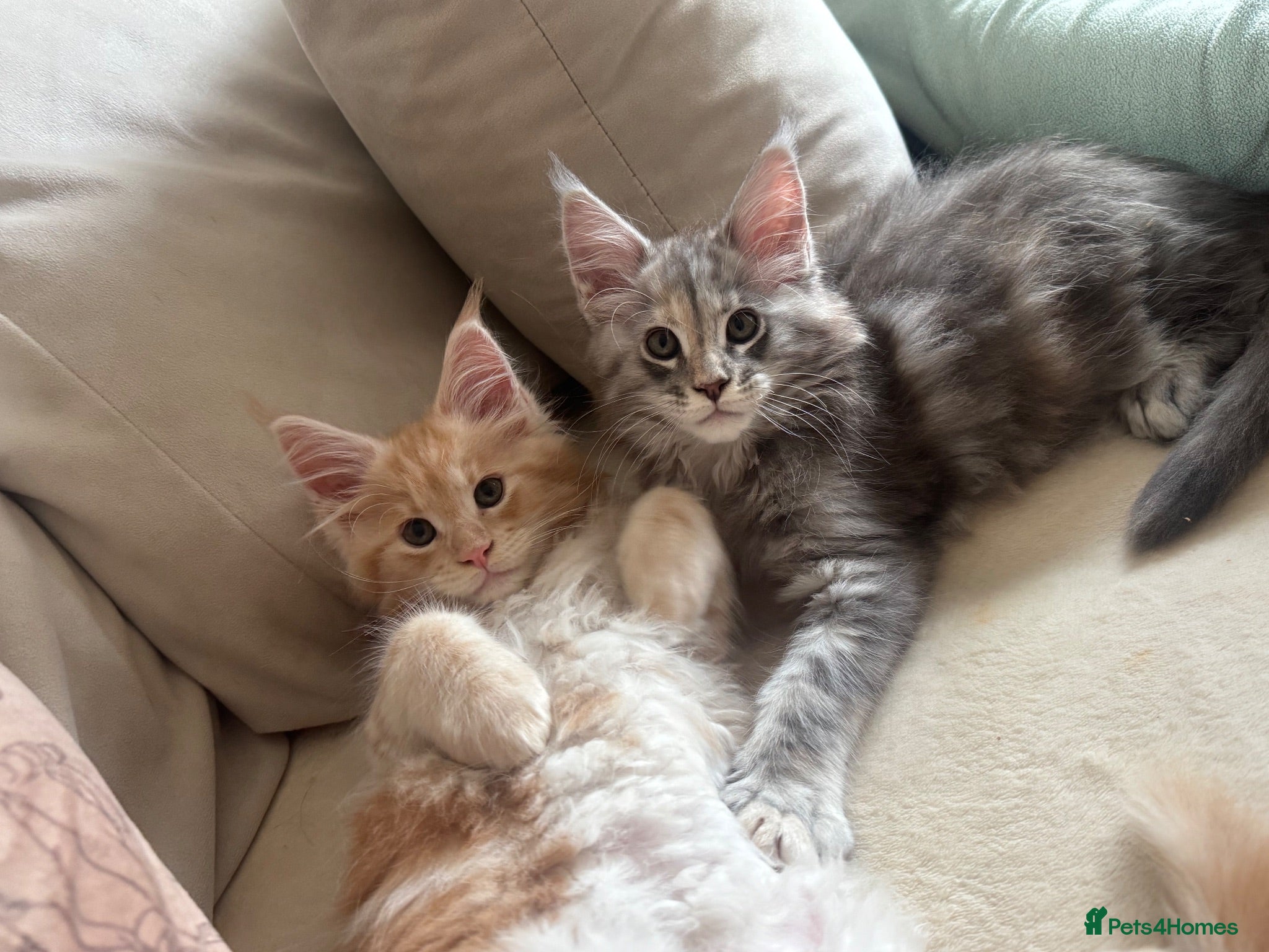 Maine Coon cats     ✨TICA Maine Coon Kittens | Licensed Breeder✨ - Advert 1