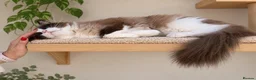 Ragdoll cats for stud: 🏆 GCCF & TICA Seal Bi-colour, Champion sired - Advert 4