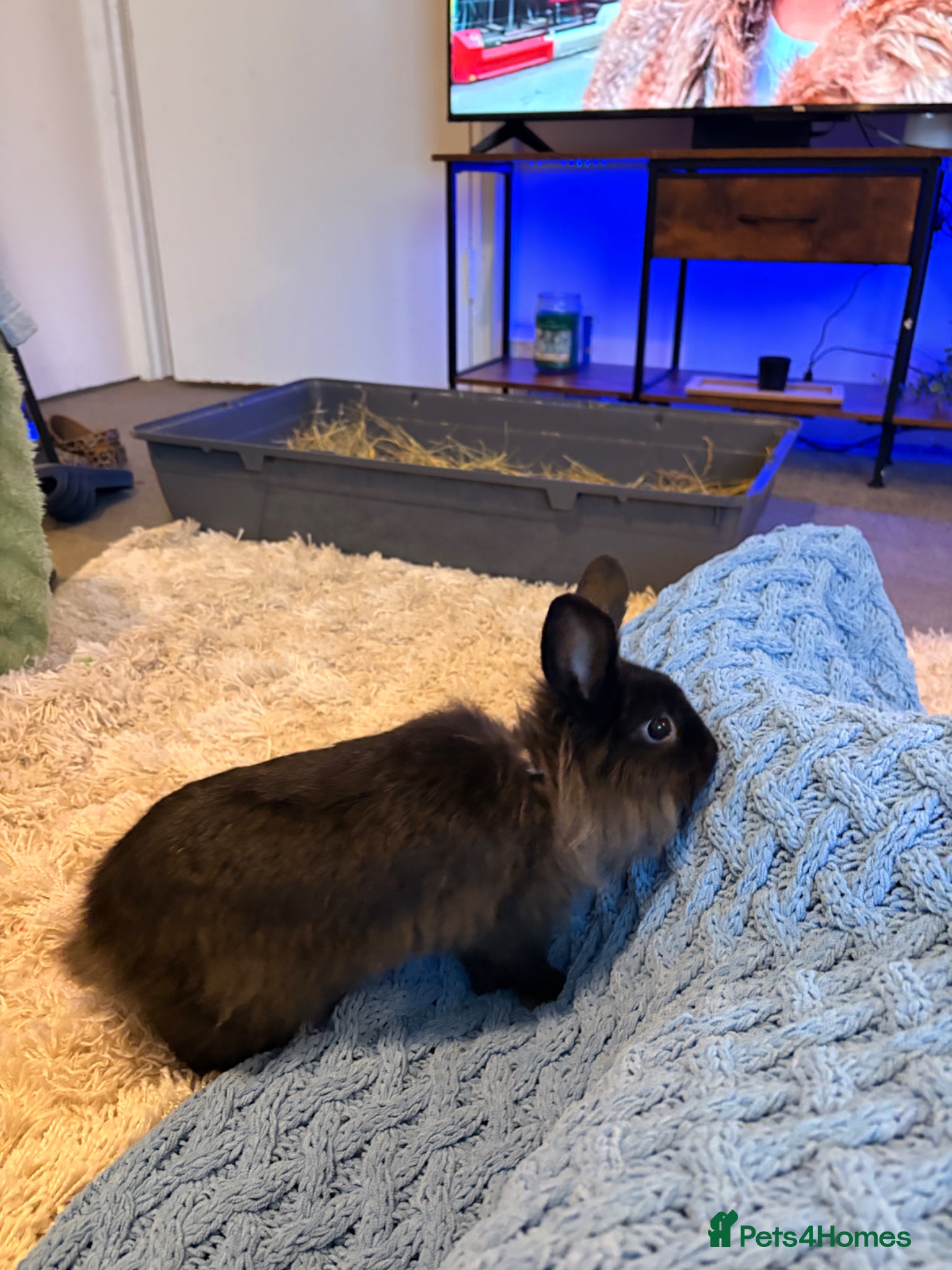 Lionhead rabbits Black lionhead bunny - Advert 1