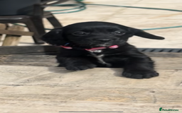 Cockalier dogs for sale: Female Cockalier dog for sale  - Image 3