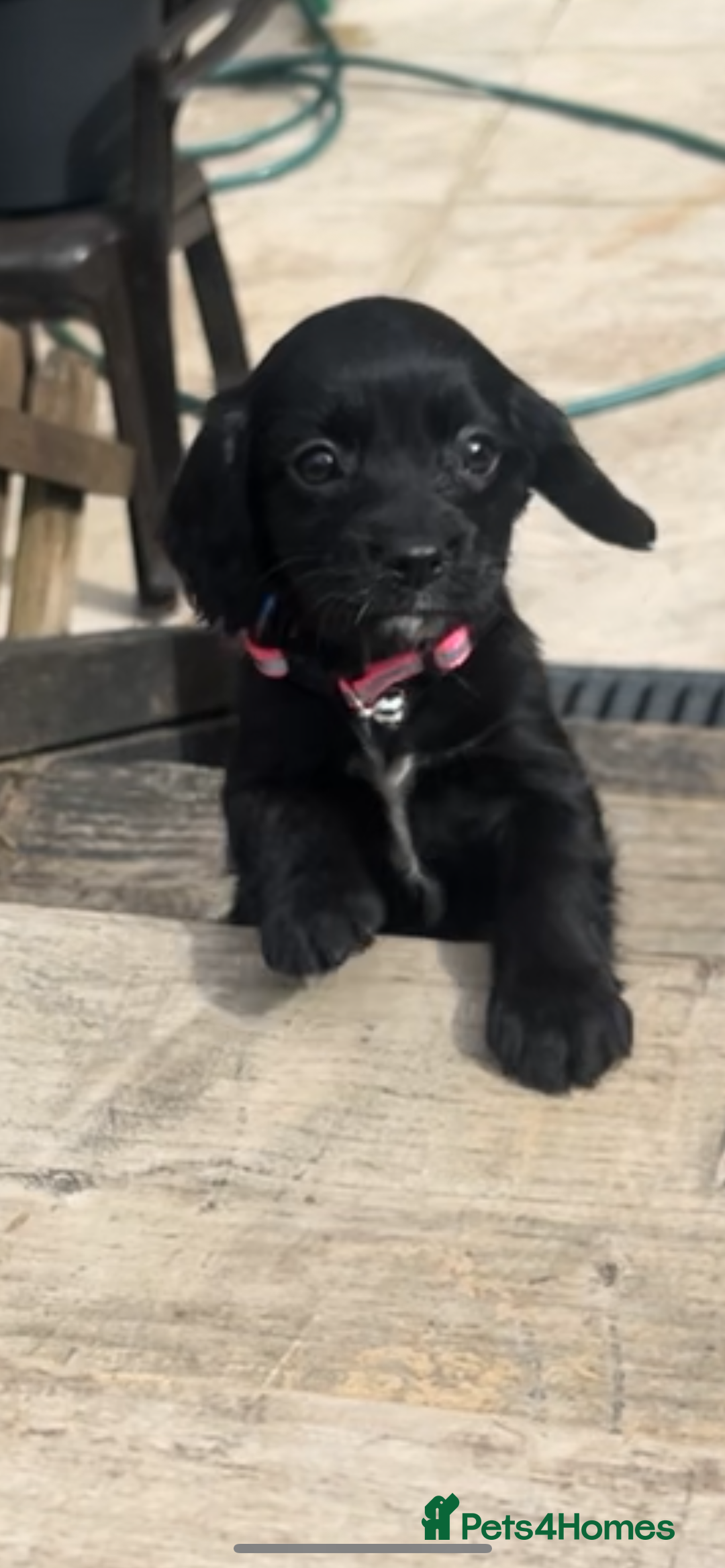 Cockalier dogs for sale: Female Cockalier dog for sale  - Image 3