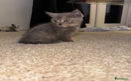 British Longhair cats for sale: 1 beautiful British longhair kitten left - Image 2