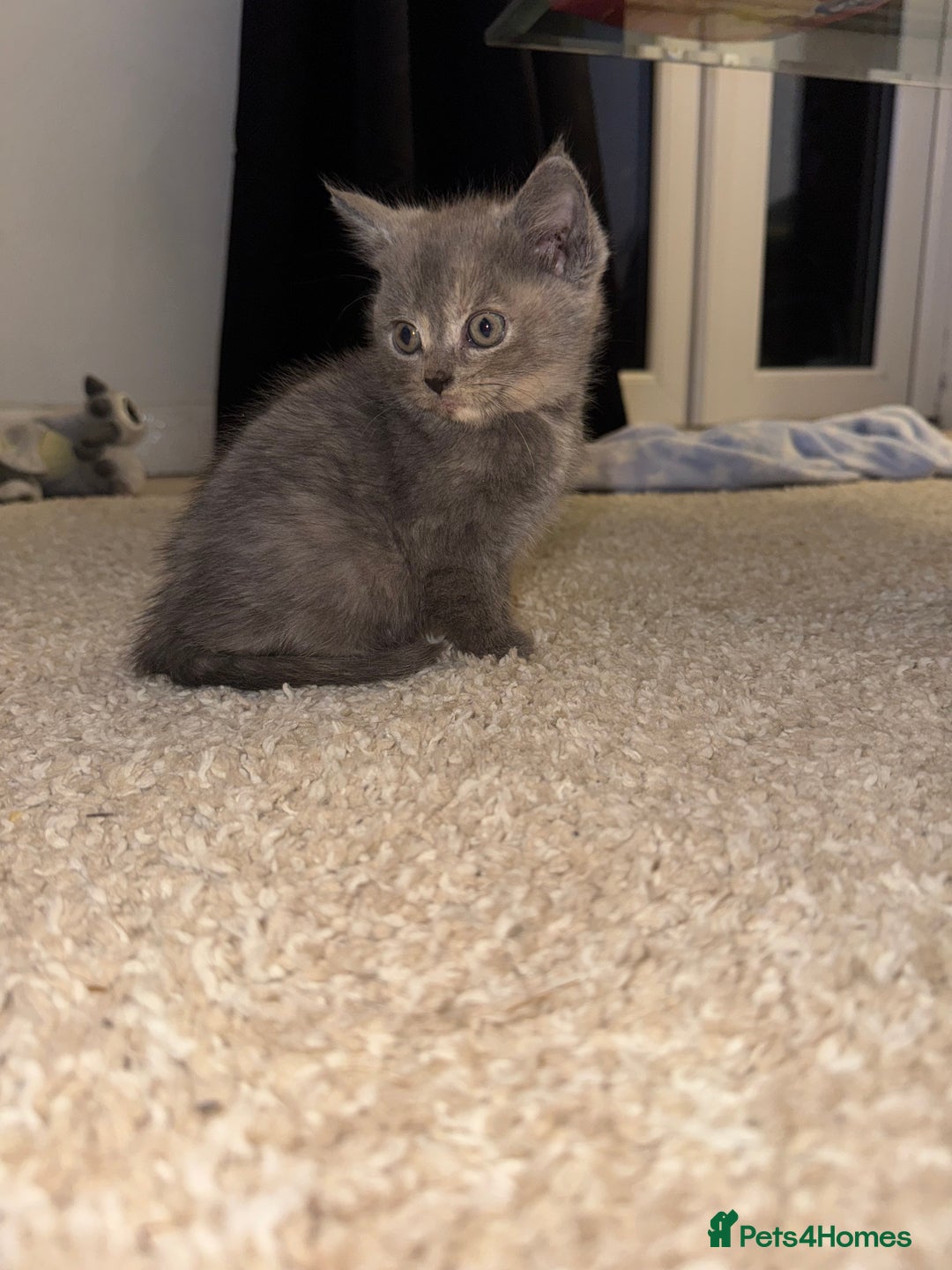 British Longhair cats for sale: 1 beautiful British longhair kitten left - Image 2