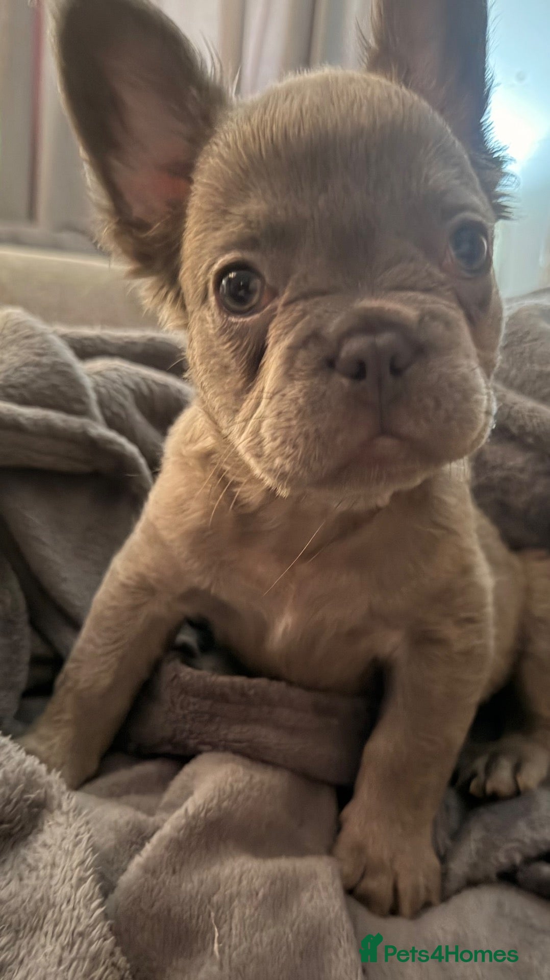 French Bulldog dogs Pedigree visual fluffy  girl  looking 4 her  home  - Advert 2