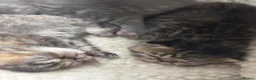 Exotic cats for sale: 3 high quality exotics - Advert 7