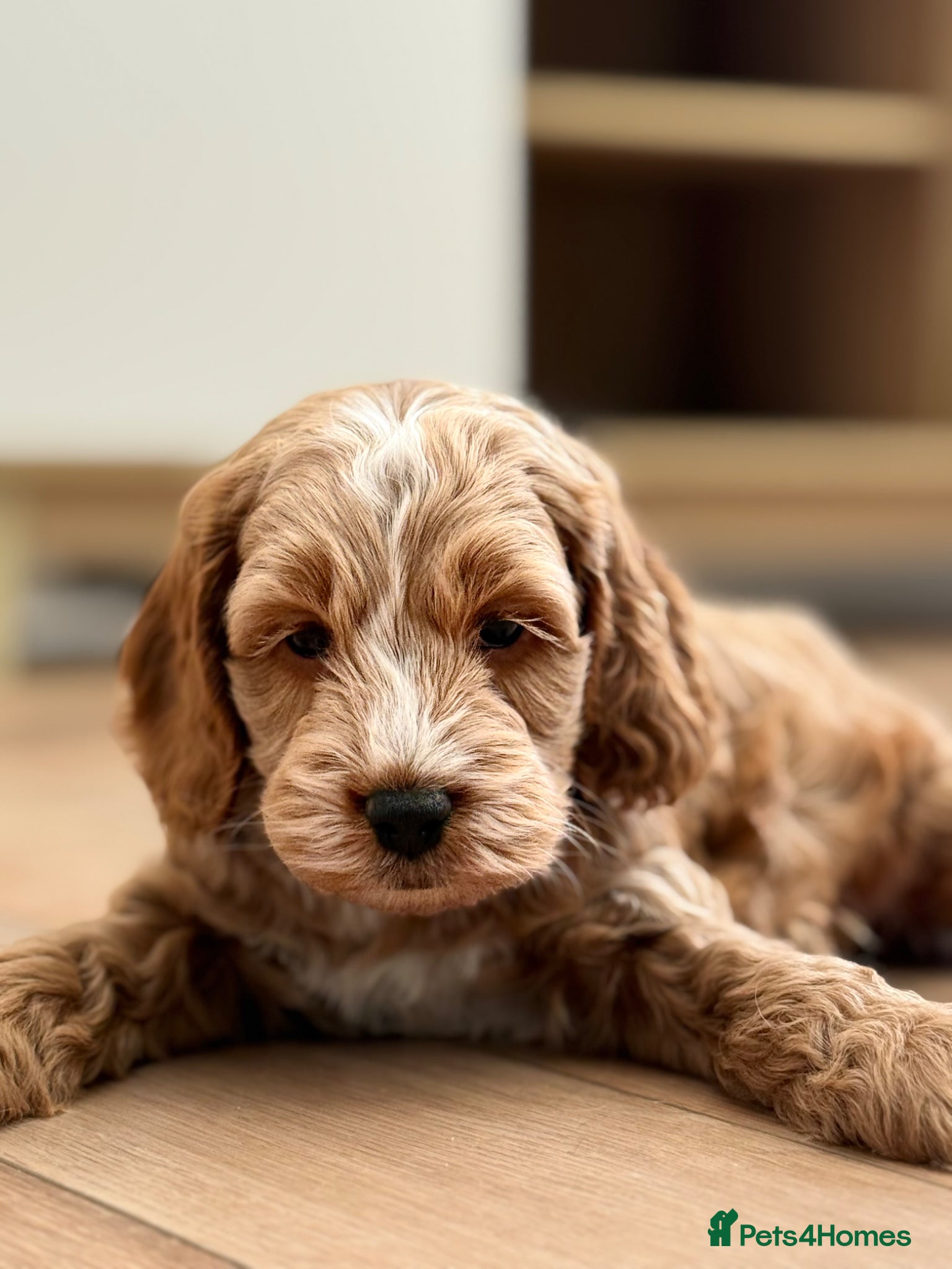 Cockapoo dogs Beautiful F1 cockapoo puppies - Advert 5