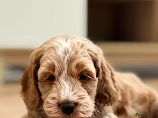 Cockapoo dogs Beautiful F1 cockapoo puppies - Advert 5