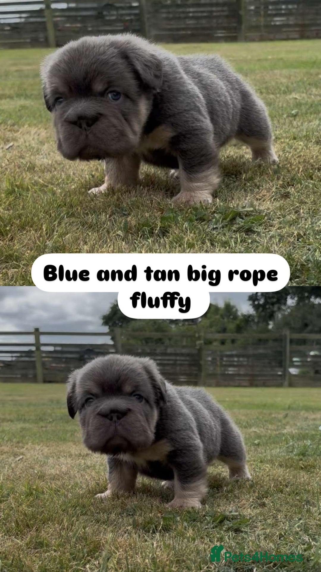 French Bulldog dogs for sale: 7 fluffy French Bulldogs puppies - Image 5
