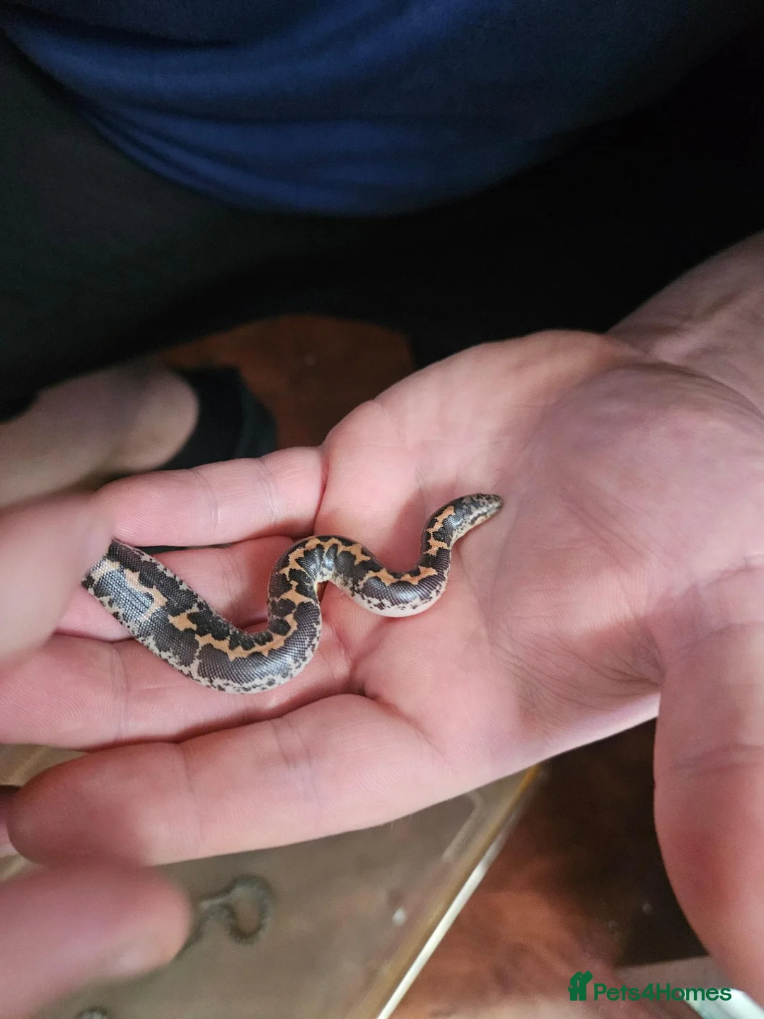 Boa Snake reptiles for sale: Baby Sand Boas Available (mix of morphs) - Advert 8