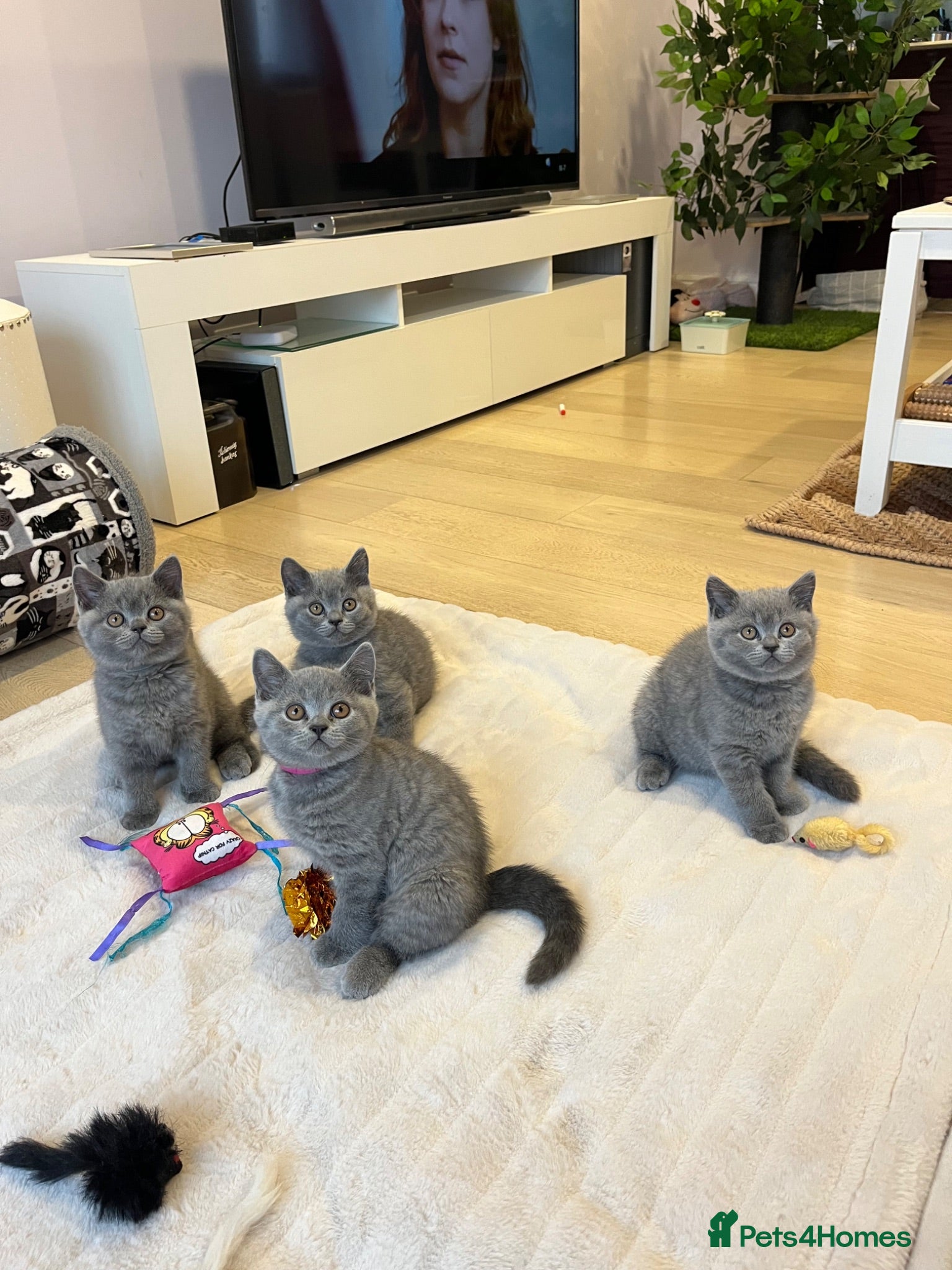 British Shorthair cats Stunning British blue shorthair kittens London  - Advert 2