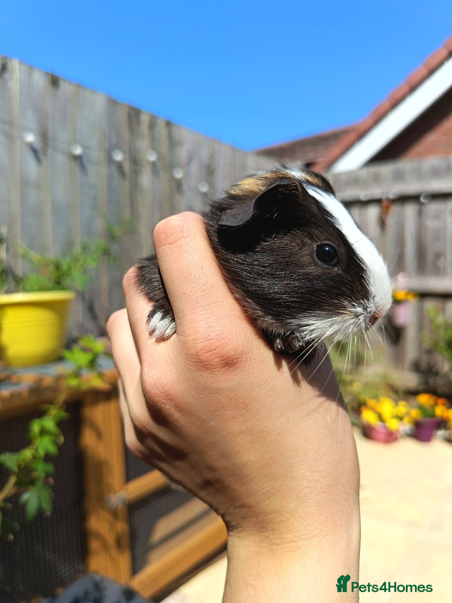 Guinea Pig rodents 2 Male baby guinea pigs  - Advert 2
