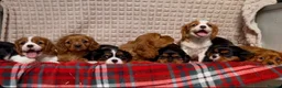 Cavalier King Charles Spaniel dogs for sale: STUNNING CAVALIER KING CHARLES PUPPIES  - Advert 23