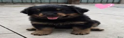 Rottweiler dogs for sale: Long haired Rottweilers  - Advert 28