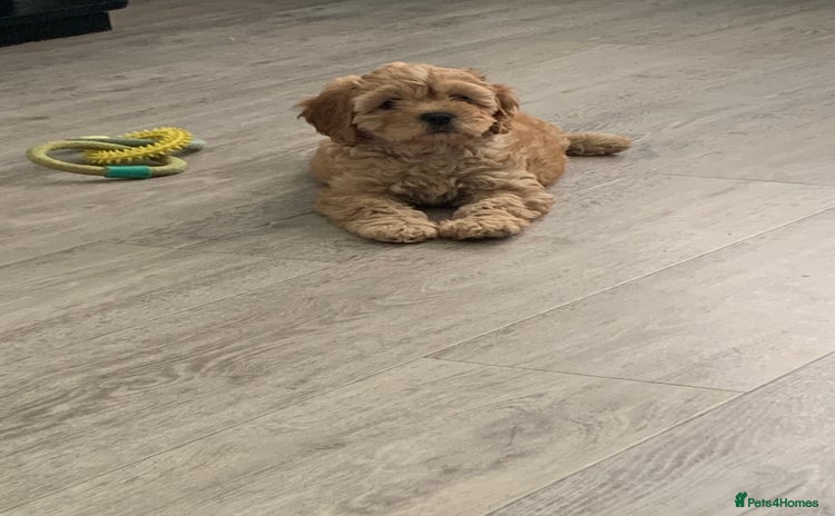 Cavapoo dogs - Advert 3