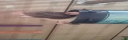 Rat rodents for sale: 2 lovely boys brothers  - Advert 3