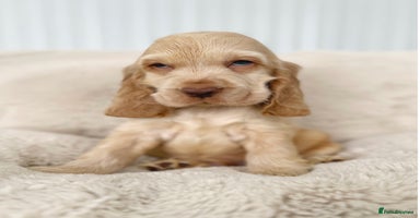 Cocker Spaniel dogs - Advert 14