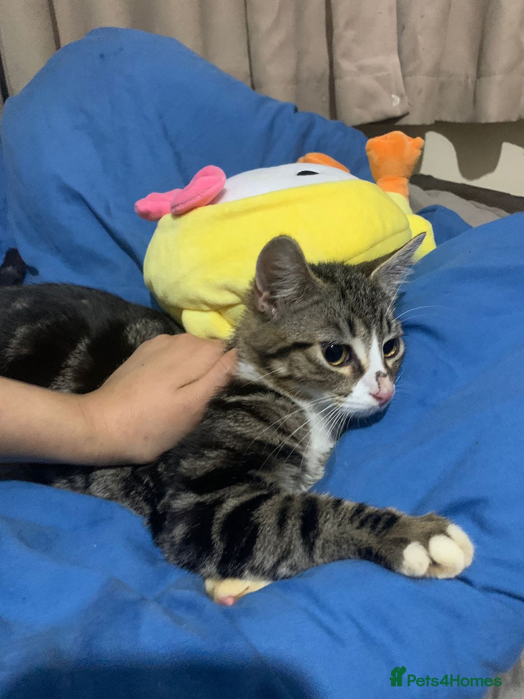 Mixed Breed cats for adoption: 4 lovely kittens looking for there forever home  - Advert 14