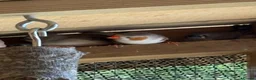 Finches birds for sale: Zebra Finches in Banbury - Advert 4