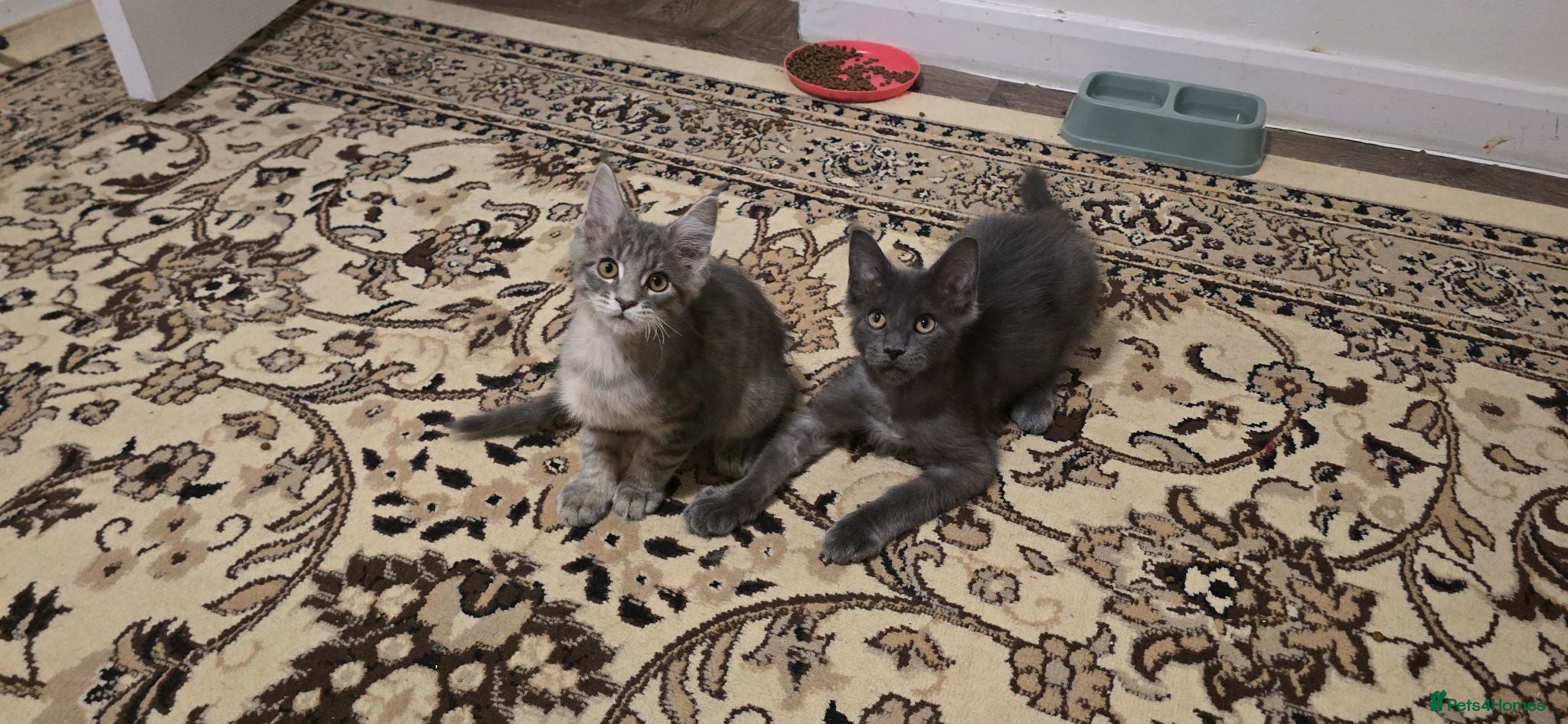 Maine Coon cats Maine Coon Kitten ready - Advert 12