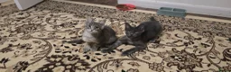 Maine Coon cats for sale: Maine Coon Kitten ready - Advert 15