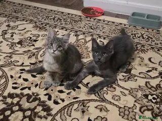 Maine Coon cats Maine Coon Kitten ready - Advert 12