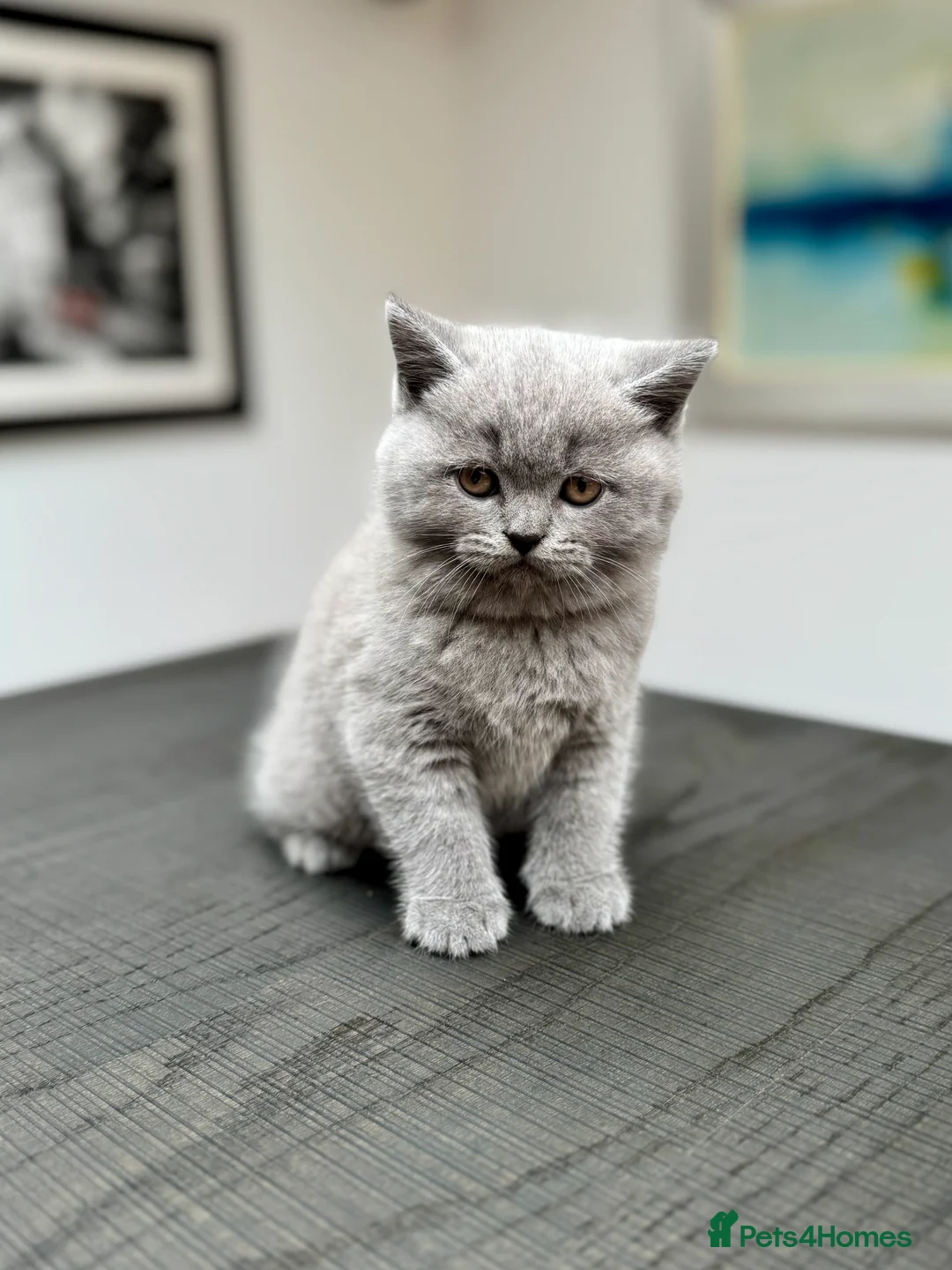 British Shorthair cats for sale: Stunning Pedigree British Shorthair Kittens - Advert 5