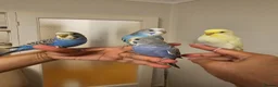 Budgerigars birds for sale: Handreared, semitamed, tamed budgies  - Advert 2