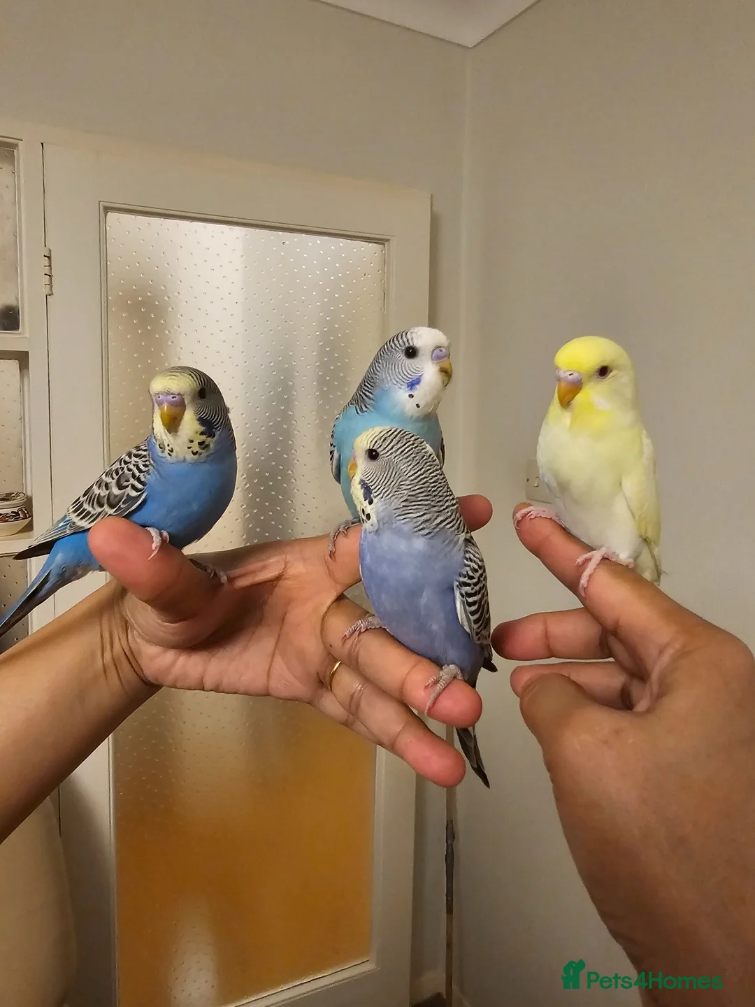 Budgerigars birds for sale: Handreared, semitamed, tamed budgies  - Advert 2