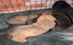 Mixed Breed dogs for sale:  cane corso cross Shar pei  - Image 3