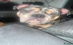 Olde English Bulldogge dogs for sale: Dog looking for a new home - Image 5