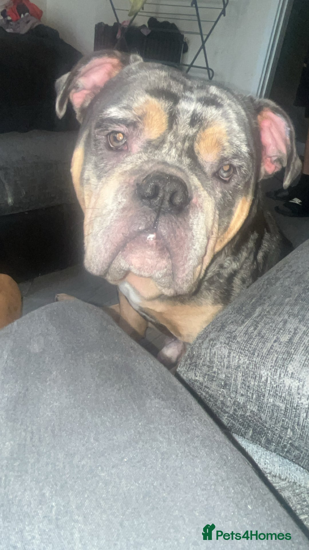 Olde English Bulldogge dogs for sale: Dog looking for a new home - Image 5