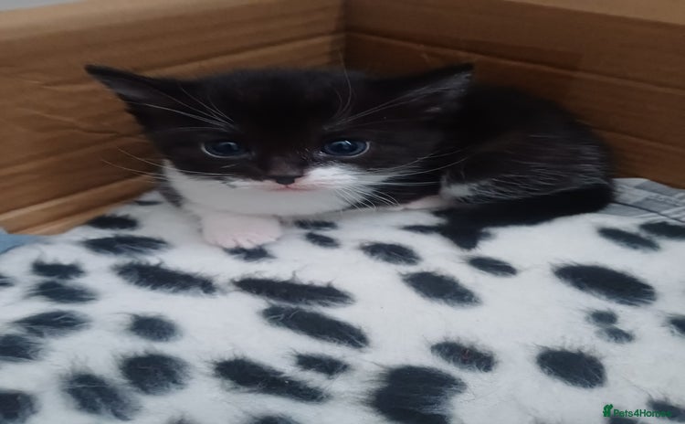 Mixed Breed cats - Advert 9