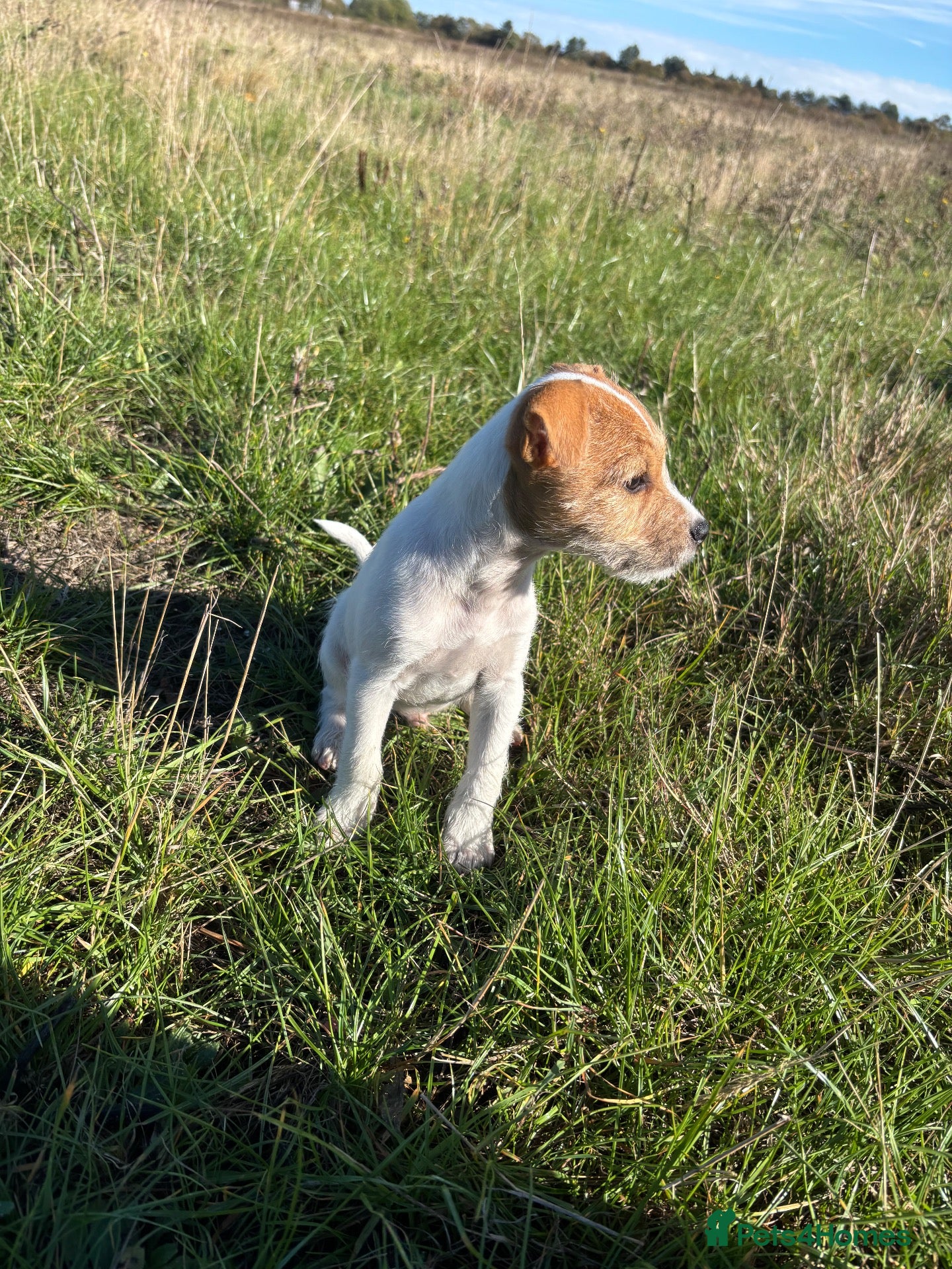 Jack Russell dogs Jack Russel Pups - Advert 2