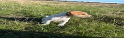 Jack Russell dogs for sale: Jack Russel Pups - Advert 2