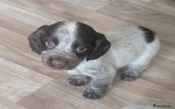 Cocker Spaniel dogs for sale: 2 x BOYS - KC Reg Working Cocker Spaniels - Image 25