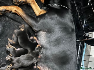 Rottweiler dogs - Advert 1