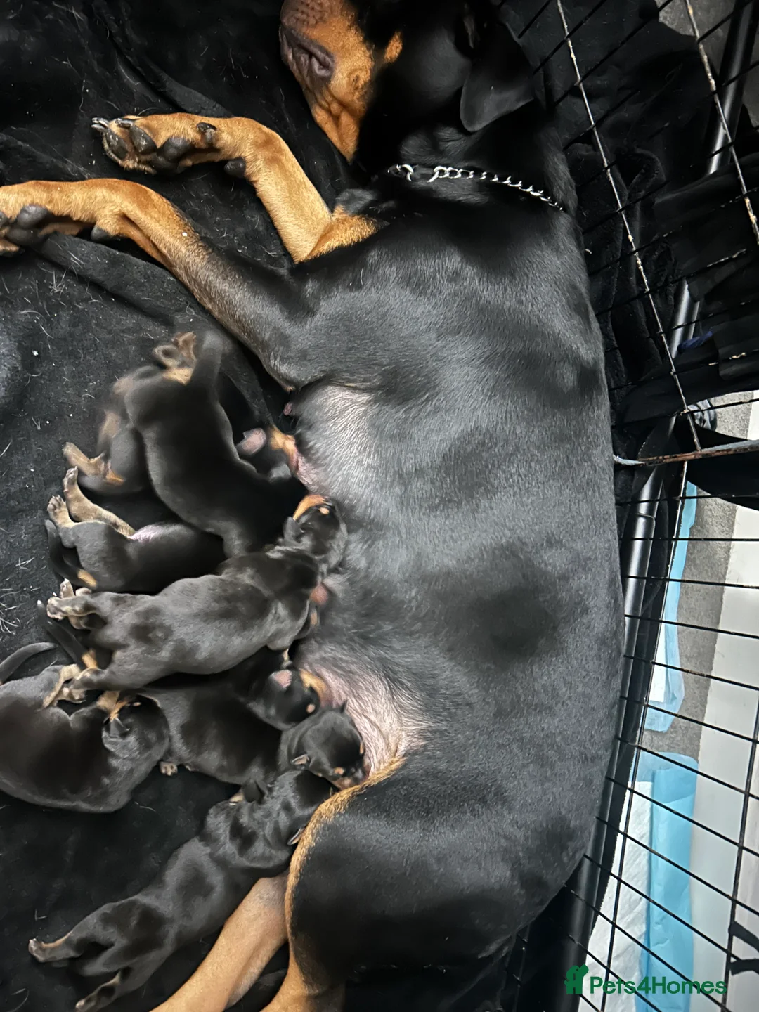 Rottweiler dogs for sale: Rottweiler puppies, only 2 girls left! Ready now  - Advert 5