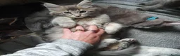 Maine Coon cats for sale: Tica registered DNA tested parents poly Maine Coon - Advert 17