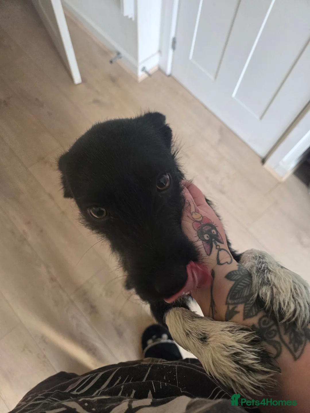 Mixed Breed dogs for sale: Pattadale x collie  - Advert 4