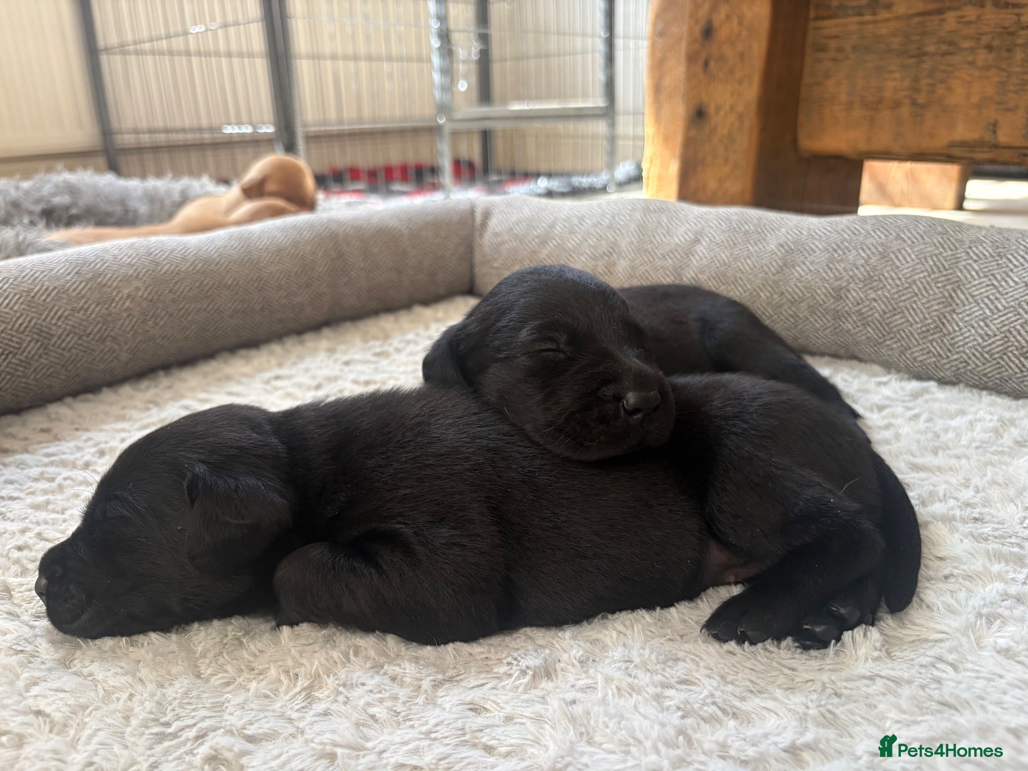 Labrador Retriever dogs Health Tested IGL Champion Bred Labrador Puppies  - Advert 2