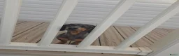 Dachshund dogs for stud: Gucci in Middlesbrough - Advert 4