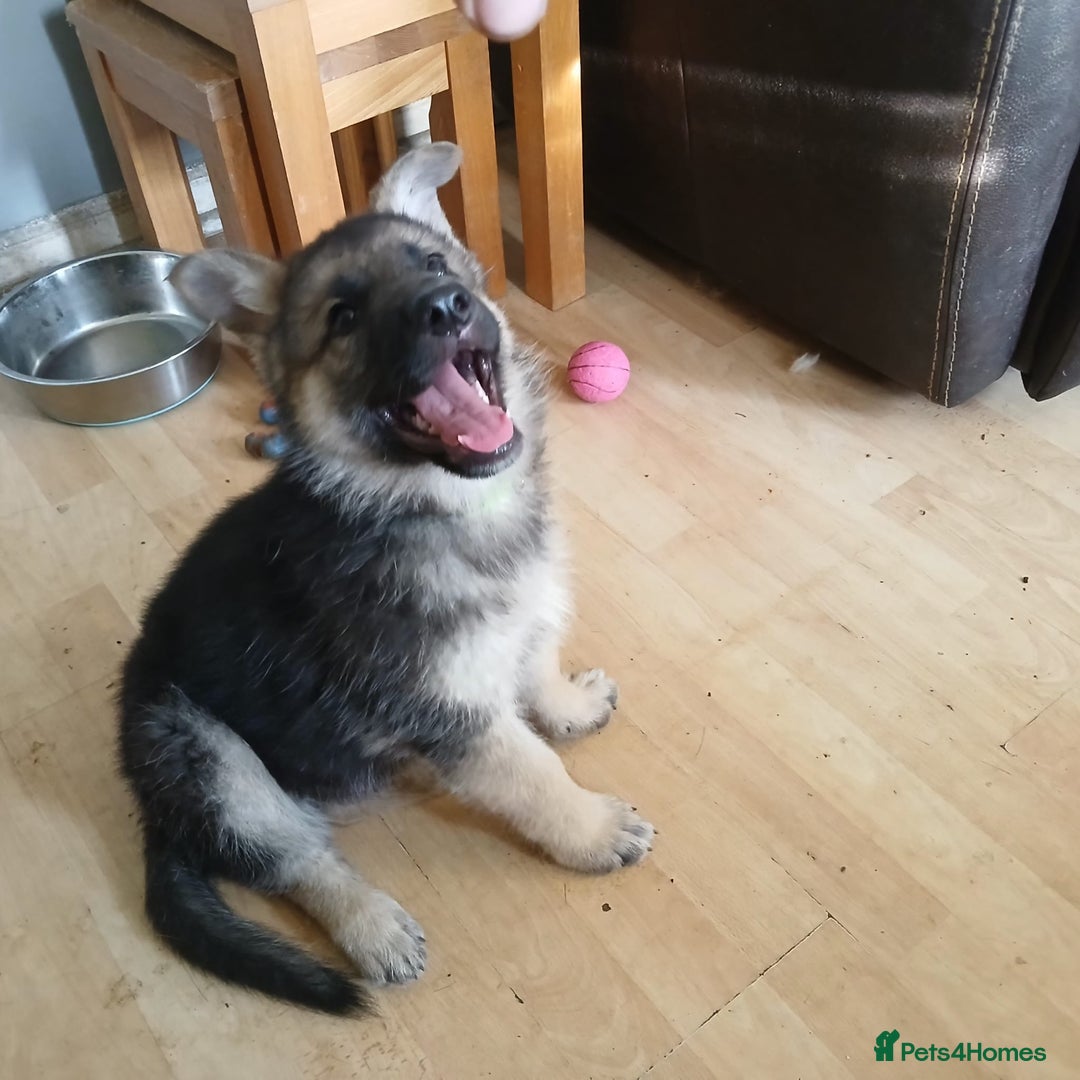 German Shepherd dogs for sale: Beautiful German Shepherd Puppies - Image 29