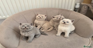 British Shorthair cats - Advert 7