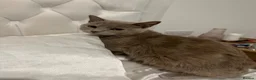 Munchkin cats for sale: RARE BLUE MUNCHKIN BOY - READY TO LEAVE  - Advert 23