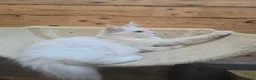 Maine Coon cats for sale: Blue Silver Chinchilla Male Maine Coon Kitten RARE - Advert 11